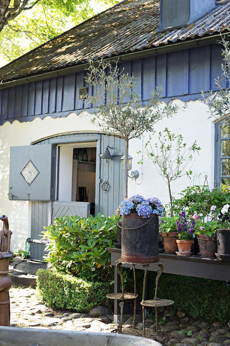 Verschiedene, blühende Topfpflanzen und Vintage Blumenständer vor Landhaus mit Stalltür
