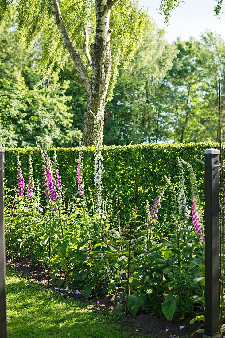 Blühender Fingerhut vor Gartenhecke und Birkenstamm