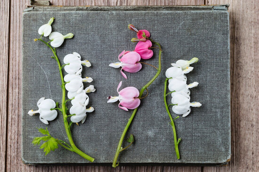 White and pink bleeding heart flowers (Lamprocapnos spectabilis)