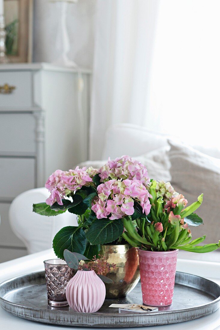 Hortensie, Schlauchpflanze und Vasen auf einem Tablett