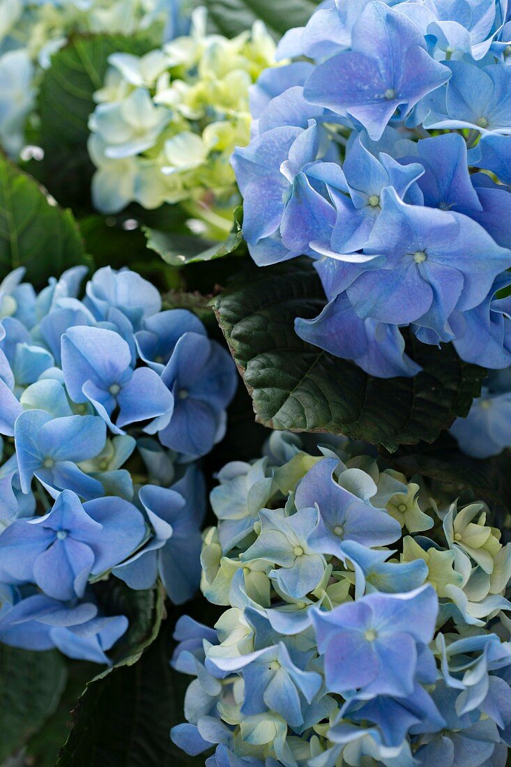 Blaue Hortensiendolden