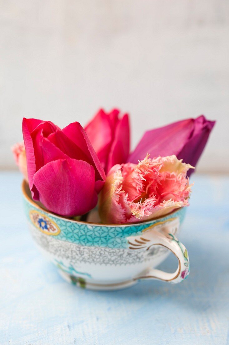 Tulips flowers of various colours in vintage teacup