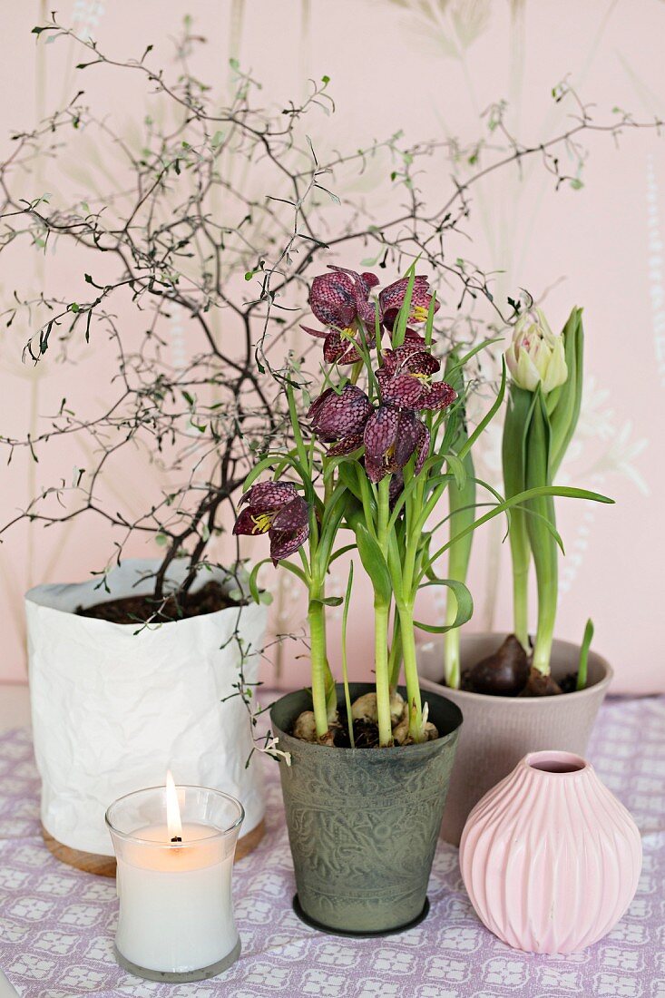 Schachbrettblumen, Tulpe und Blumenzweige im Topf eingepflanzt, davor brennende Kerze