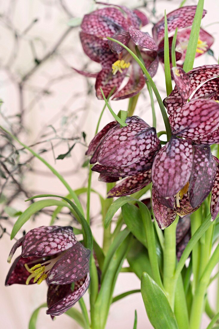 Snake's head fritillaries (close-up)