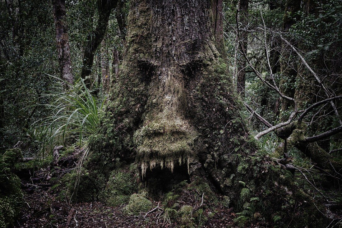 Baum mit Gesicht in dicht bewachsenem Wald