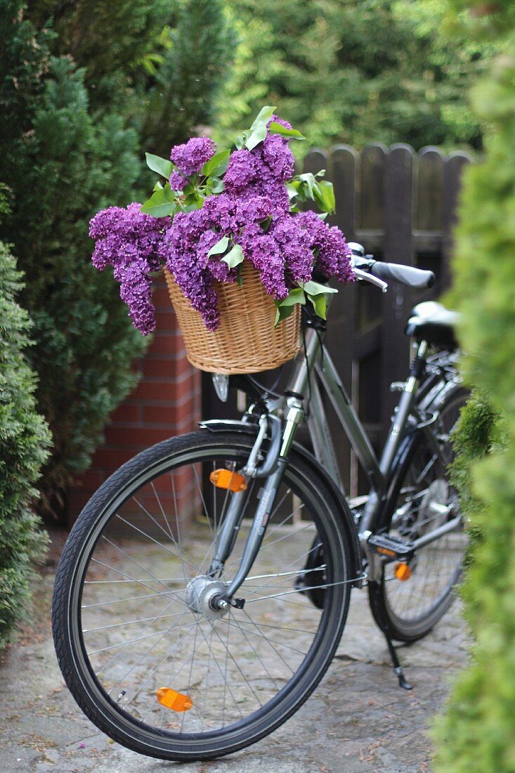 Violetter Flieder in Weidenkorb eines Fahrrades