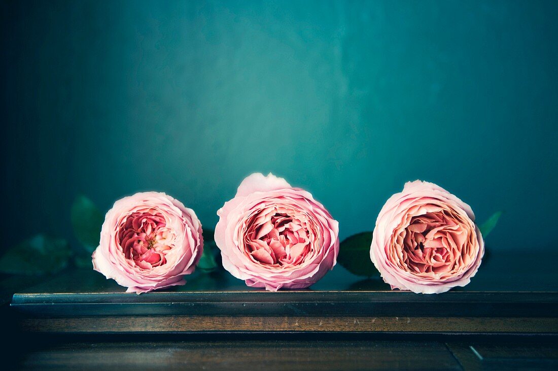 Drei pinkfarbene Rosen auf Tisch liegend
