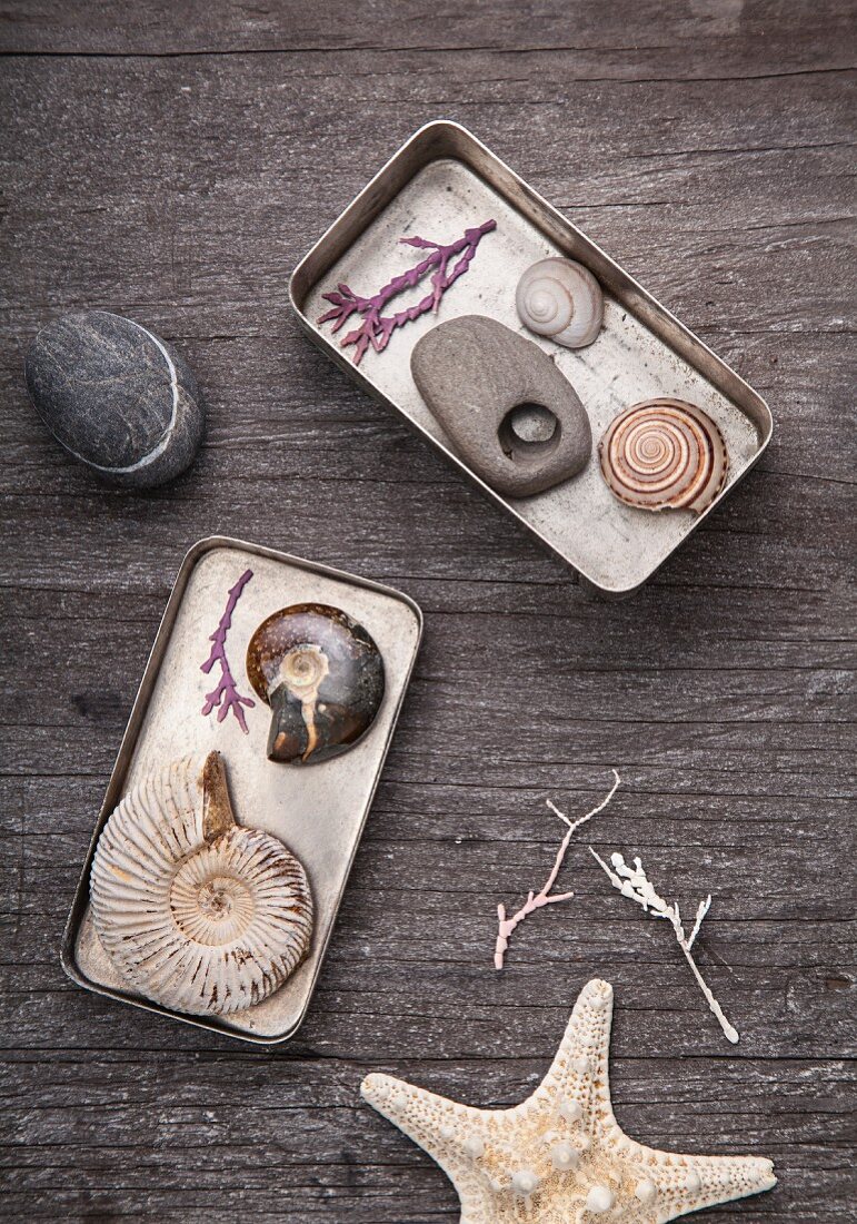 Seashells and pebbles arranged in tins