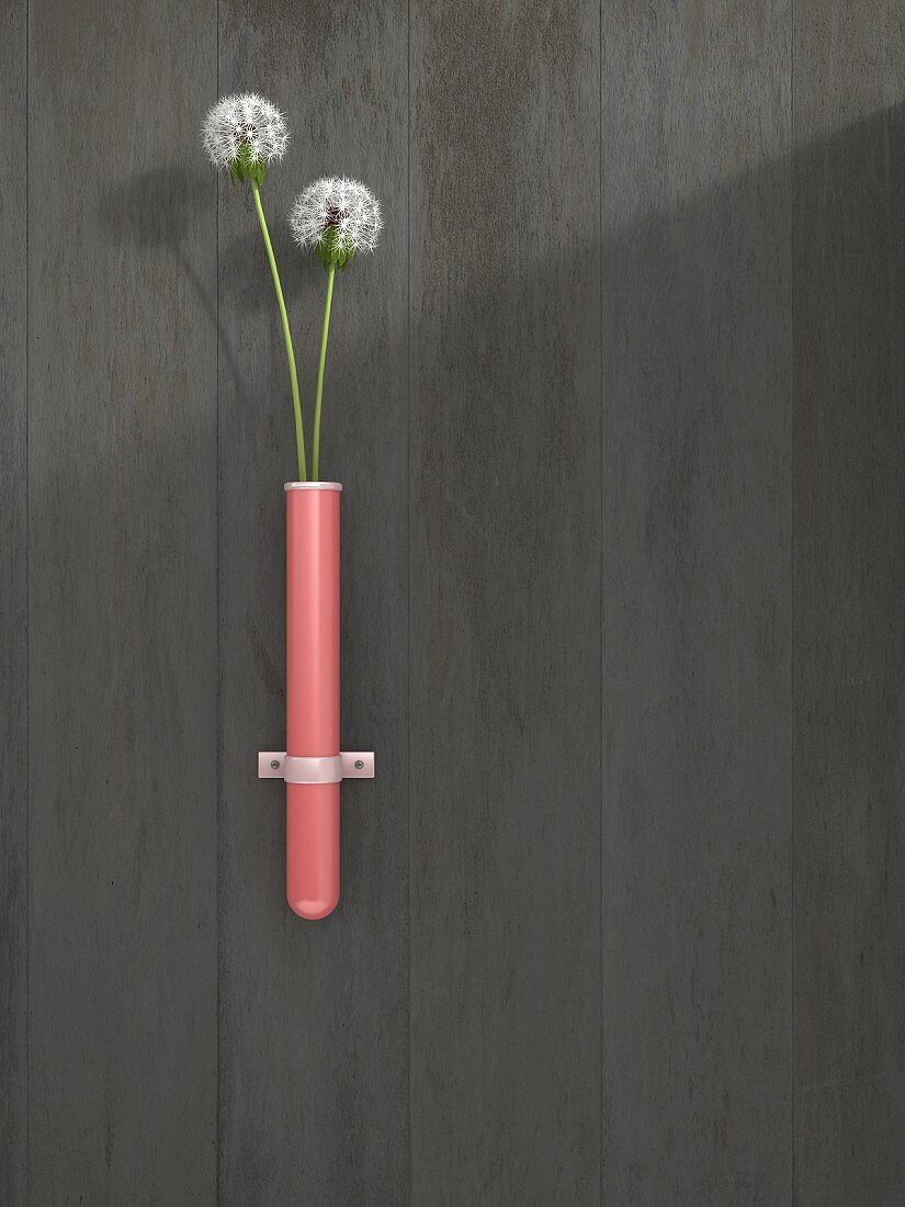 Zwei Pusteblumen in einer roten Reagenzglas-Vase an der Wand, 3D-Rendering