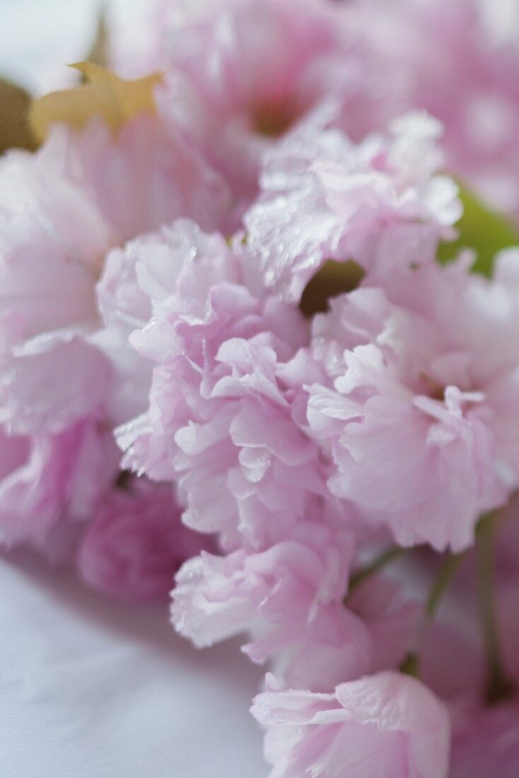 Rosa Kirschblüten auf weißer Tischdecke