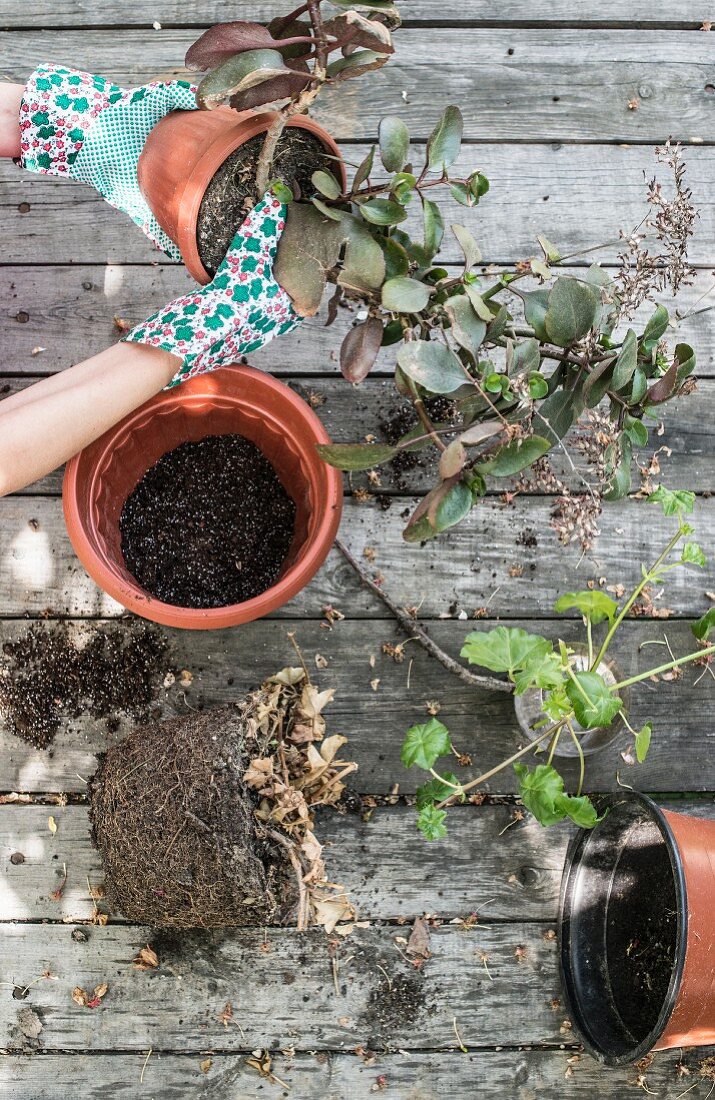 Frauenhände mit Gartenhandschuhen topfen Pflanzen um