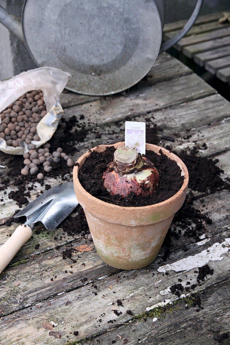 Amaryllis bulb in terracotta pot