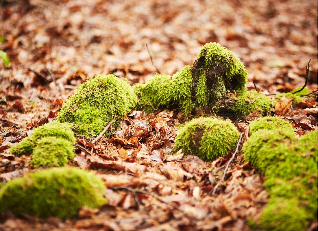 Mossy roots on a forest floor