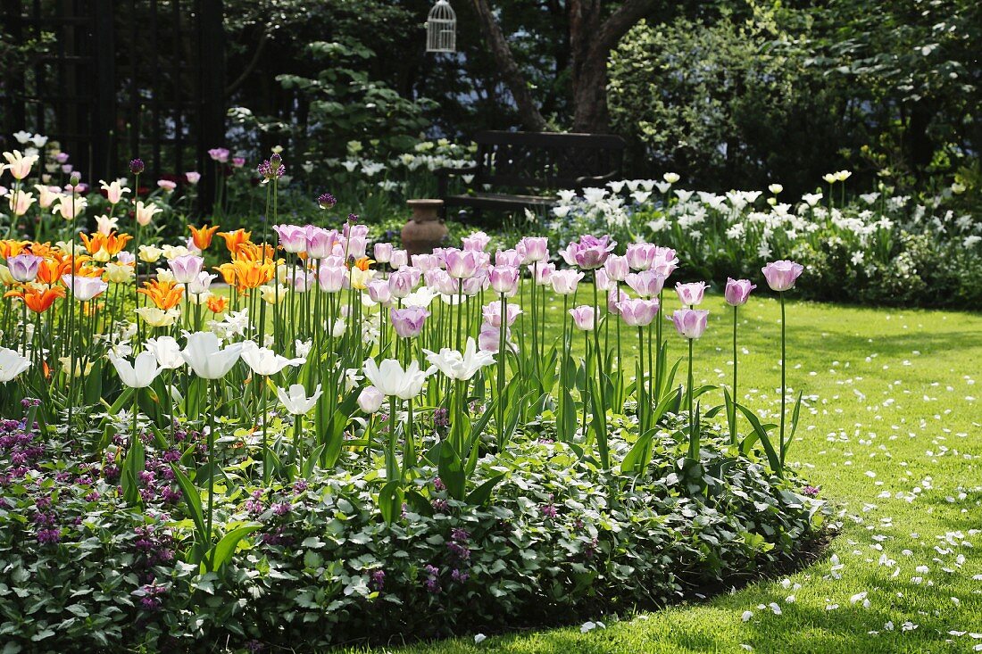 Ein rundes Blumenbeet mit Tulpen im Garten
