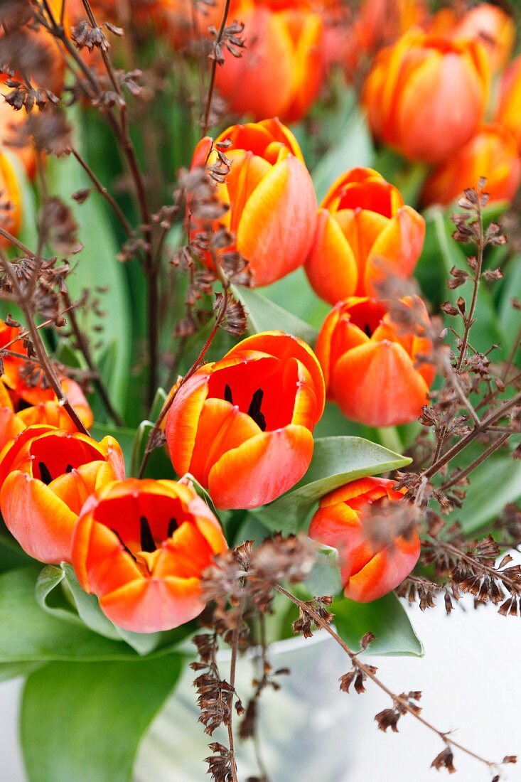 Strauß mit orangefarbenen Tulpen