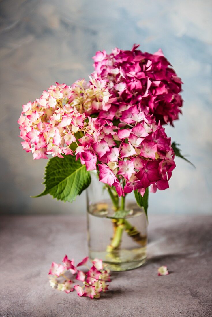 Pinkfarbene Hortensien in einer Vase