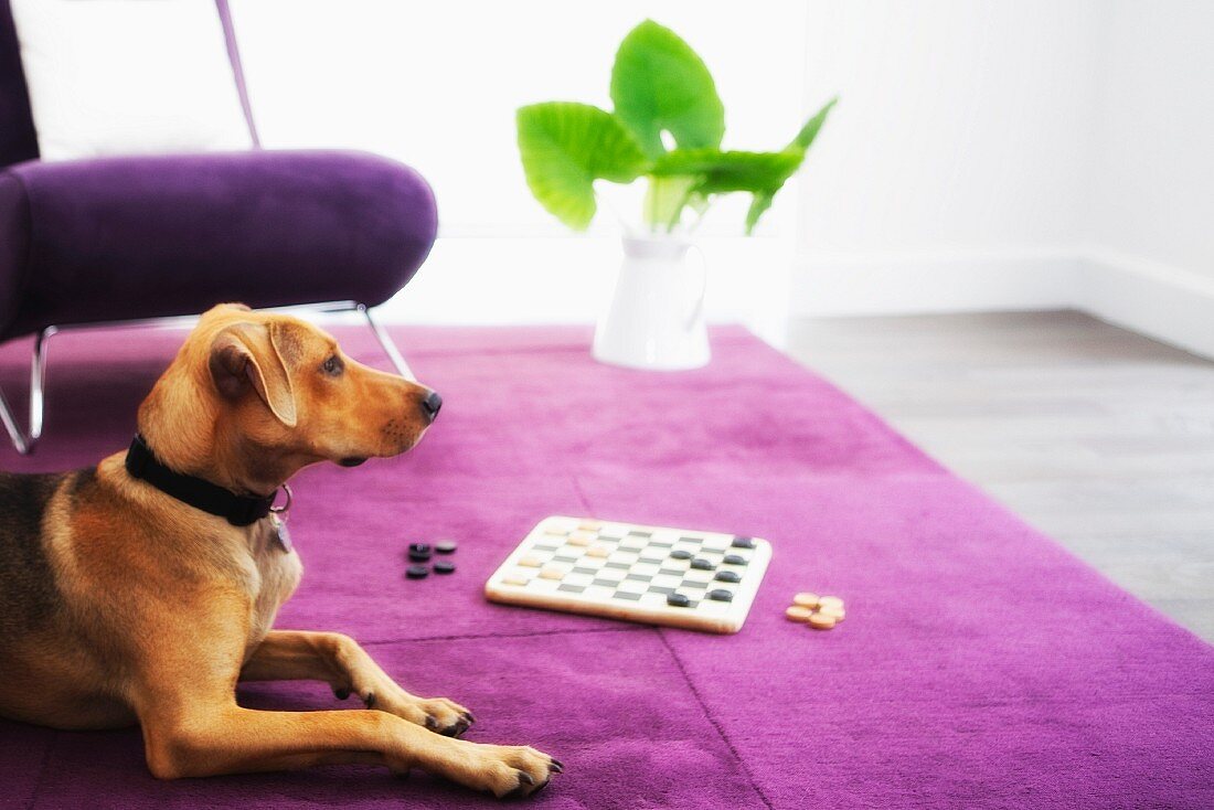 Hund liegt auf violettem Teppich neben Schachbrett