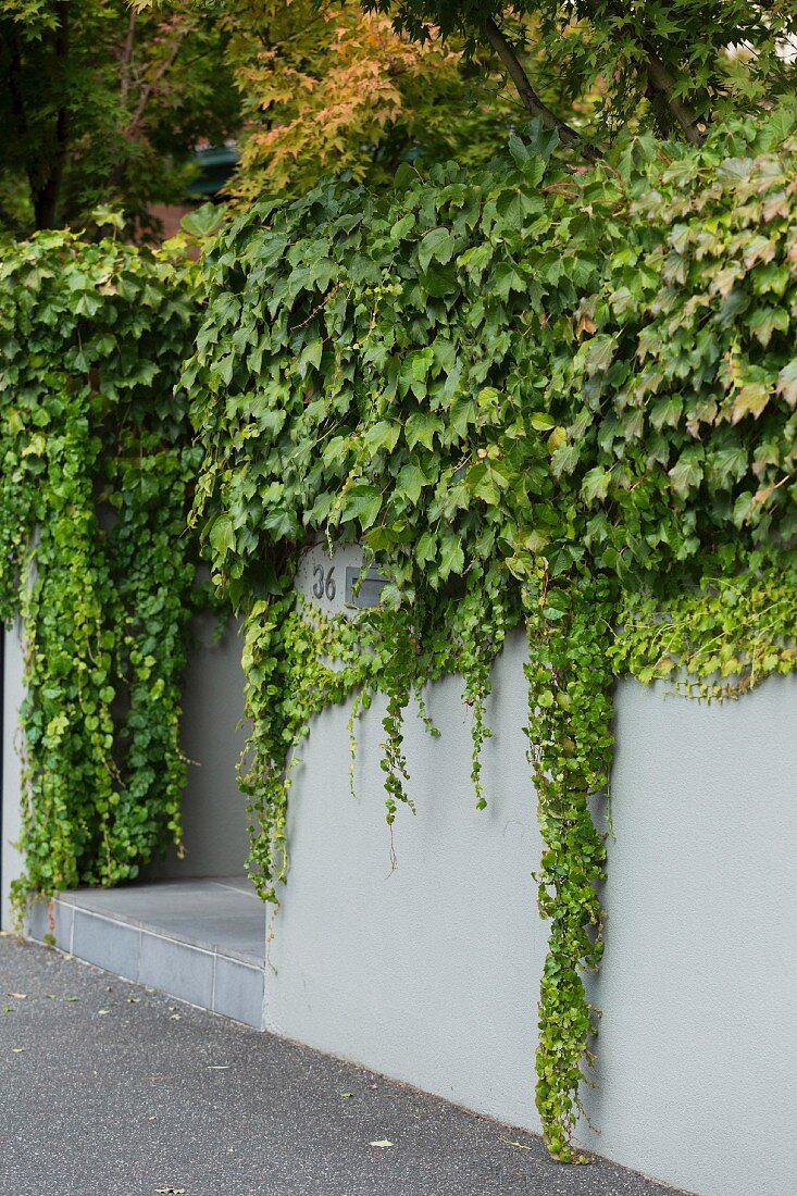 Berankte, graue Gartenmauer mit Hausnummer und Stufe