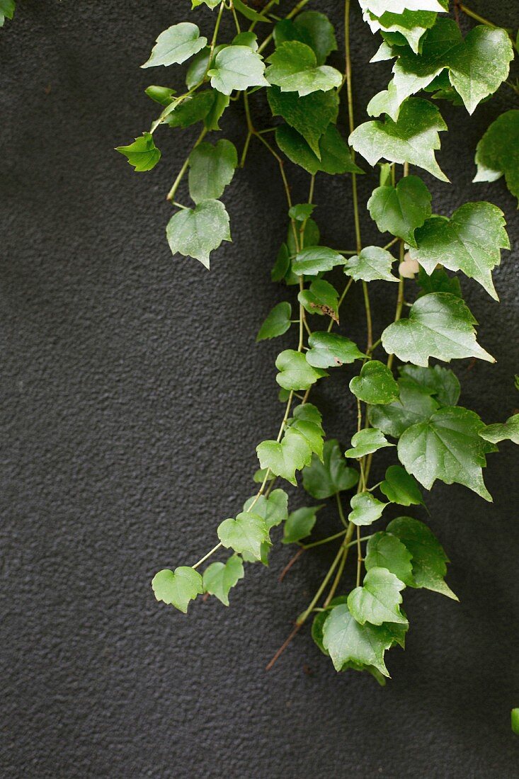 Grüne Rankpflanze vor dunkelgrauer Wand