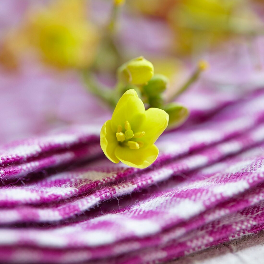 Gelbe Blüten der Schmalblättrigen Doppelsame (Diplotaxis Tenuifolia)