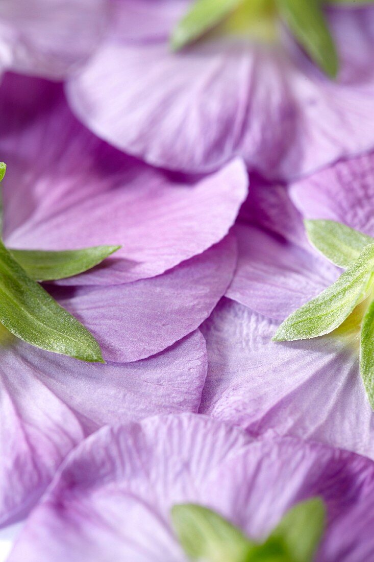Unterseite von violetten Stiefmütterchenblüten (bildfüllend)