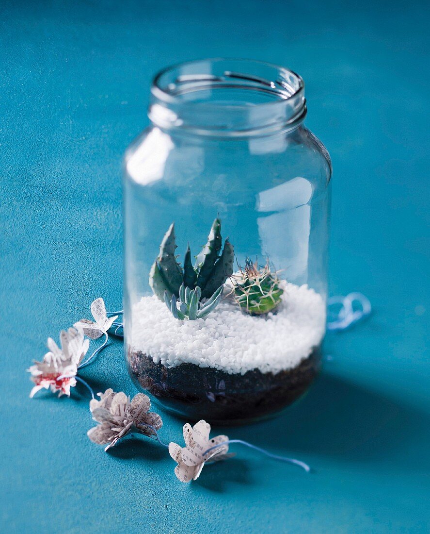 Succulents in terrarium made from screw-top jar