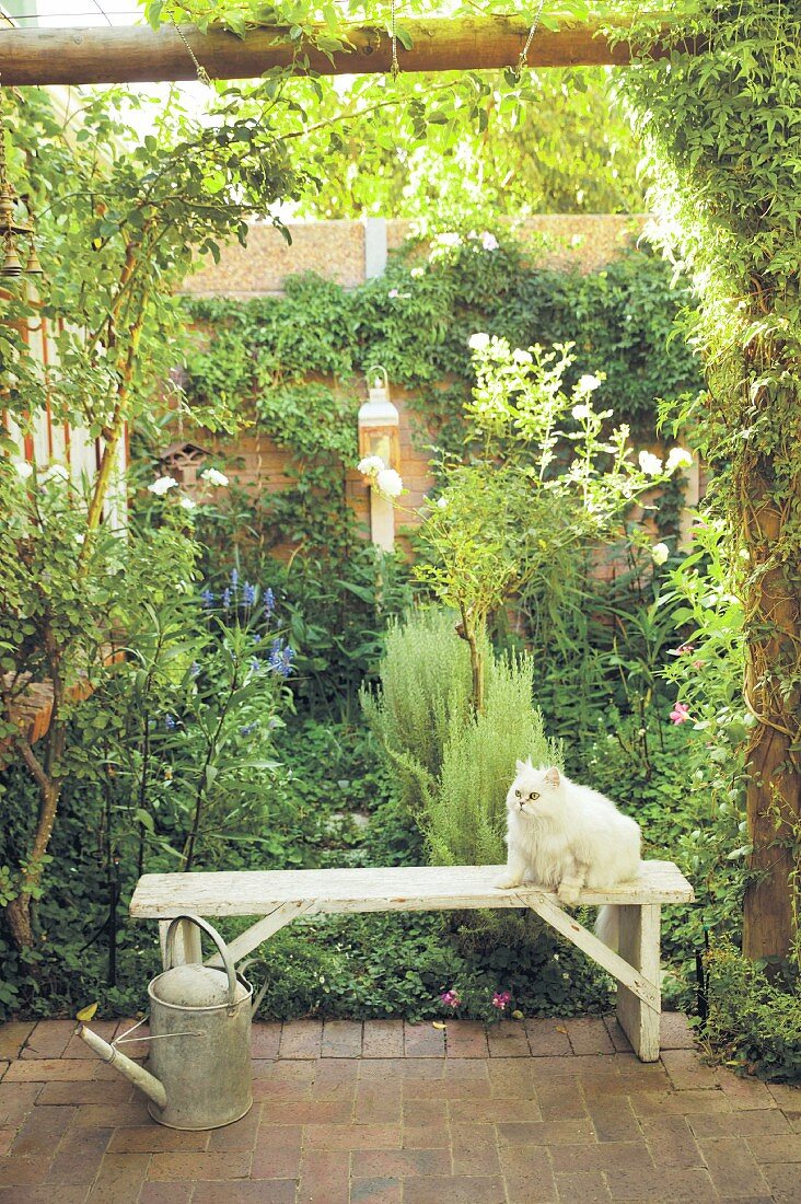 White cat sitting on garden bench and zinc watering can on terrace in front of climber-covered garden wall and luxuriant herbaceous borders