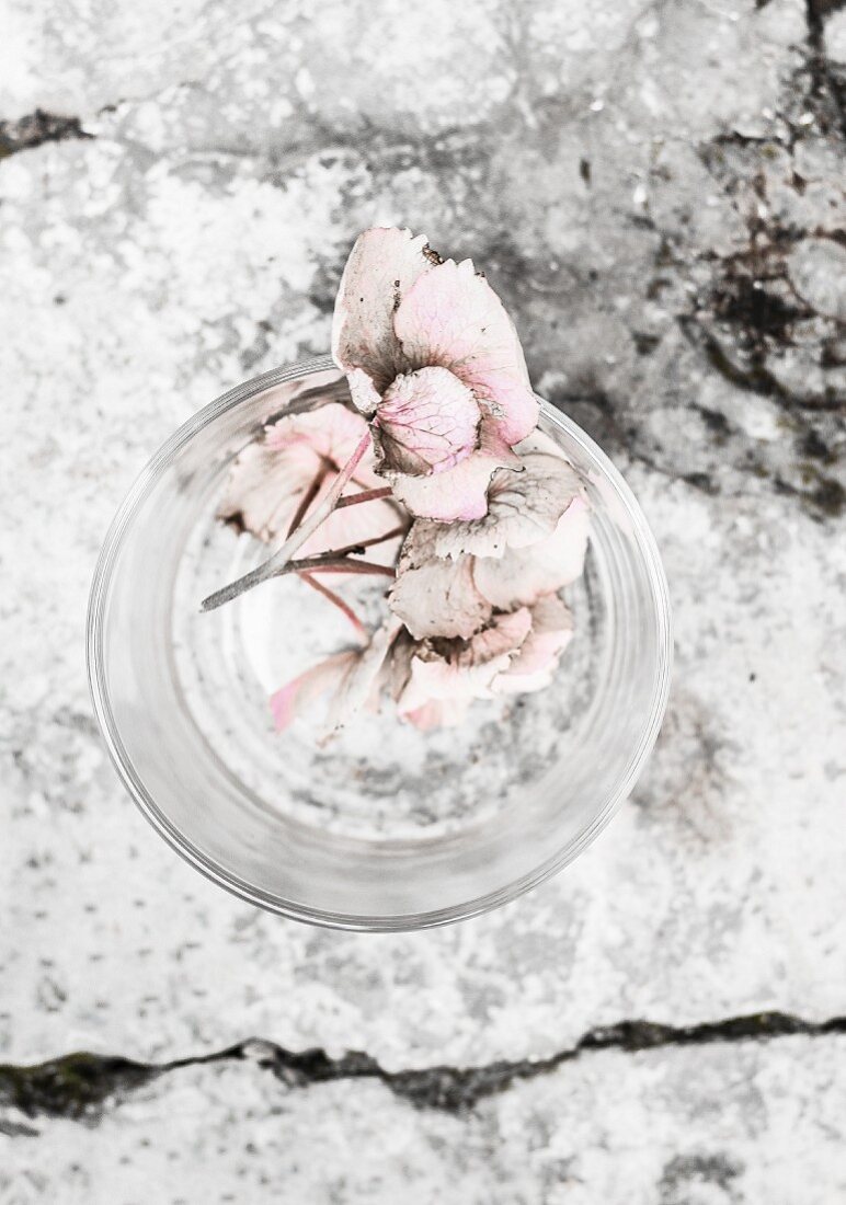 Pale hydrangea flowers in drinking glass on stone surface
