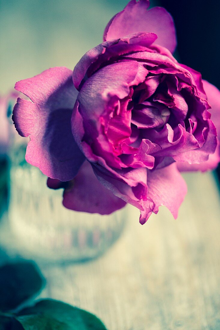 Pinkfarbene Rose in Vase
