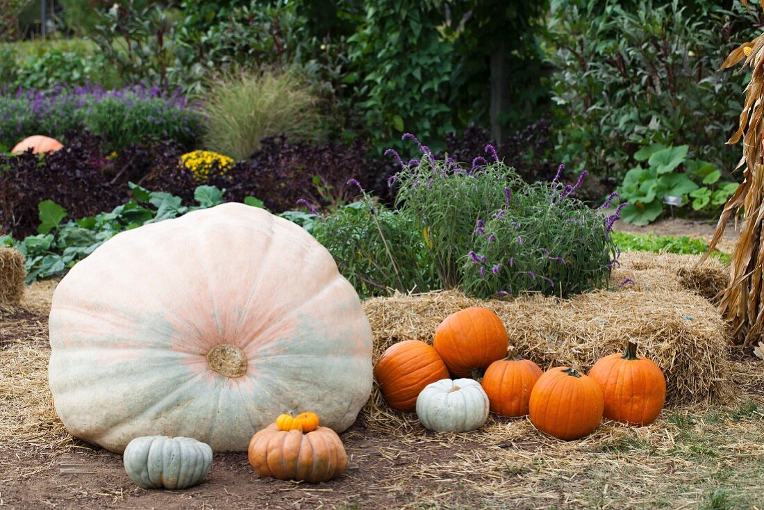 Various pumpkins arranged in garden