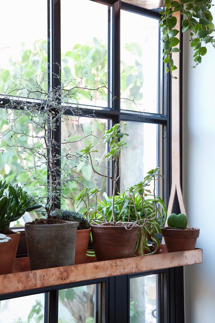 Fensterregal aus Kupfer mit Pflanzen in Terracottatöpfen