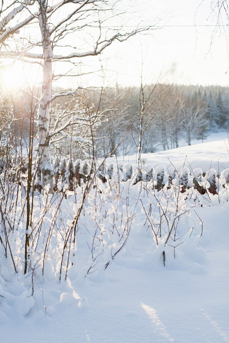Verschneite Büsche vor Lattenzaun mit Blick auf Winterlandschaft