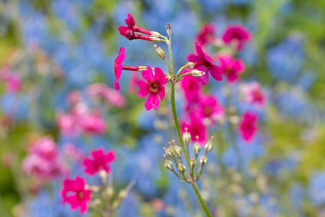 Pink flowers of the flax plant(Linaria purpurea)