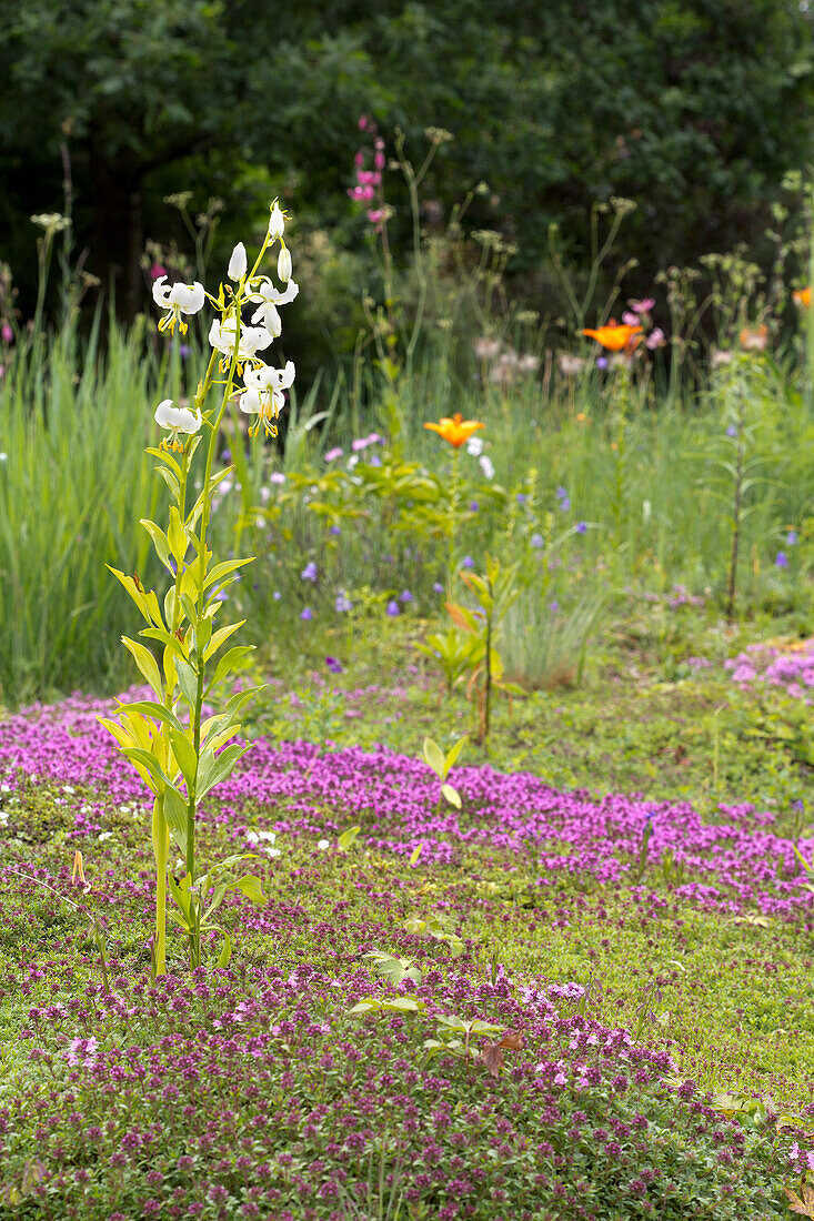 Weiße Schwertlilie (Iris) im Vordergrund eines blühenden Gartens