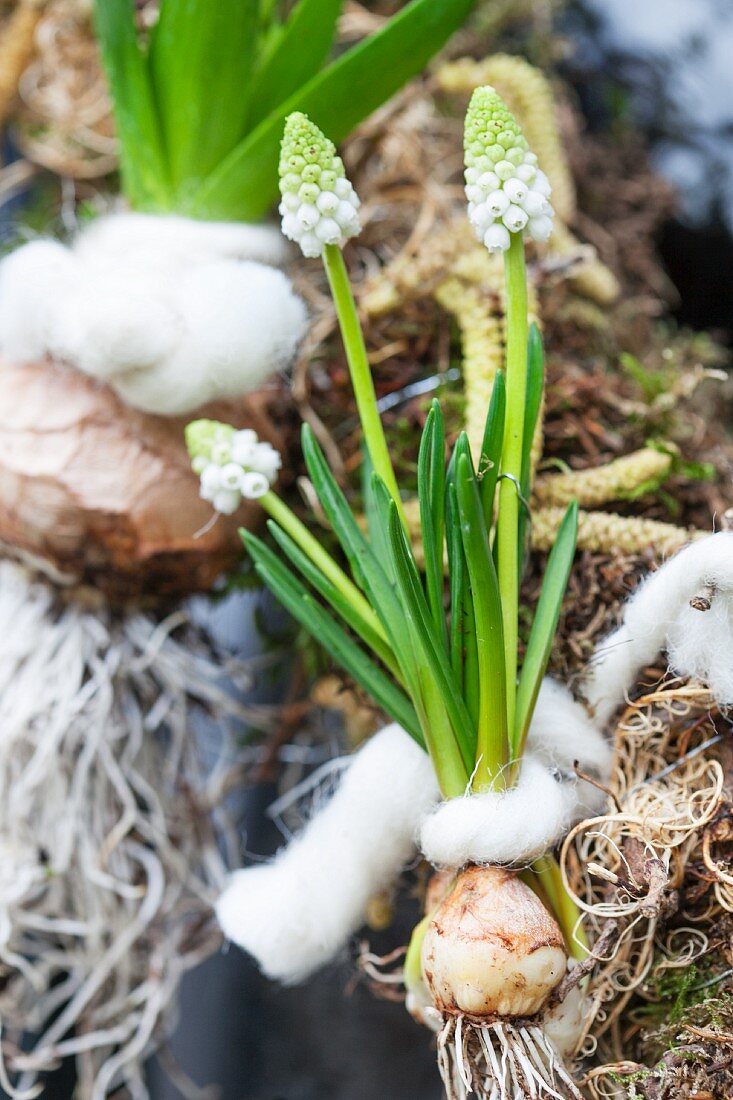 weiße Traubenhyazinthe mit Blumenzwiebel an Frühlingskranz gebunden