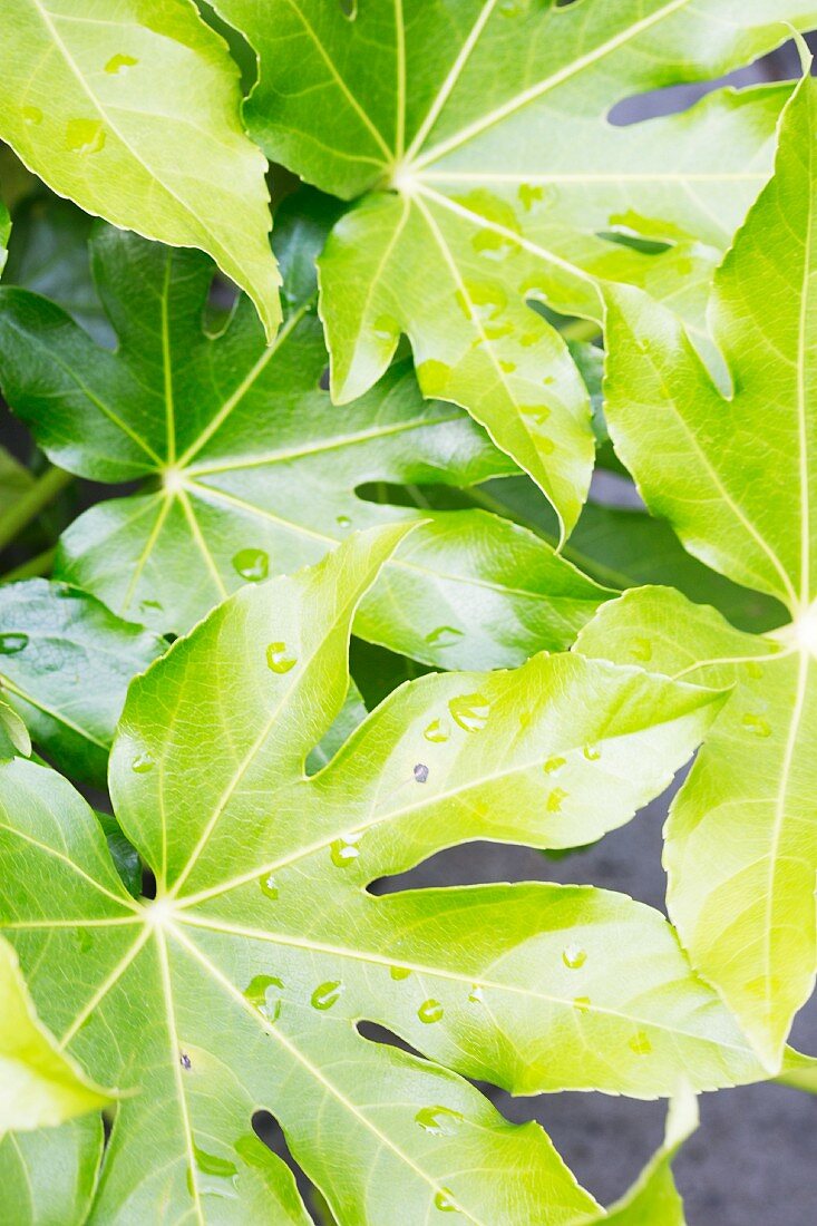 Grüne Blätter mit Wassertropfen