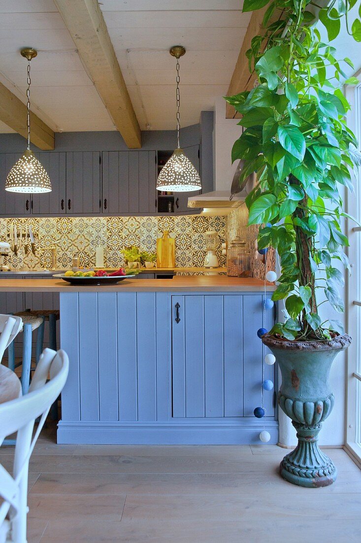 Green climbing plant planted in vintage urn in front of blue kitchen counter in country-house kitchen