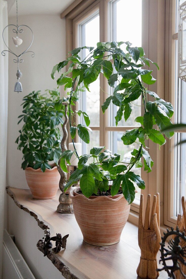 Green houseplants on live-edge wooden window sill