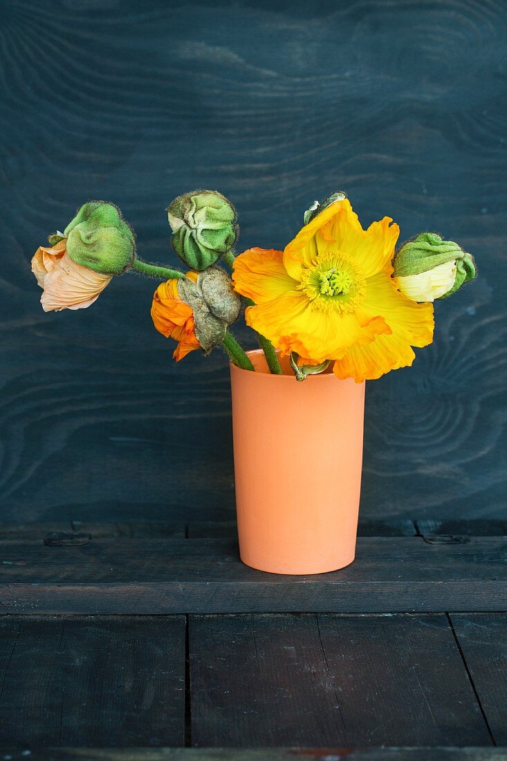 Yellow poppy and poppy buds in vase against black wooden wall