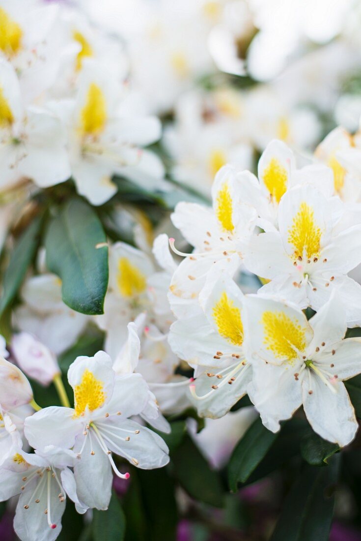 White and yellow rhododendron flowers