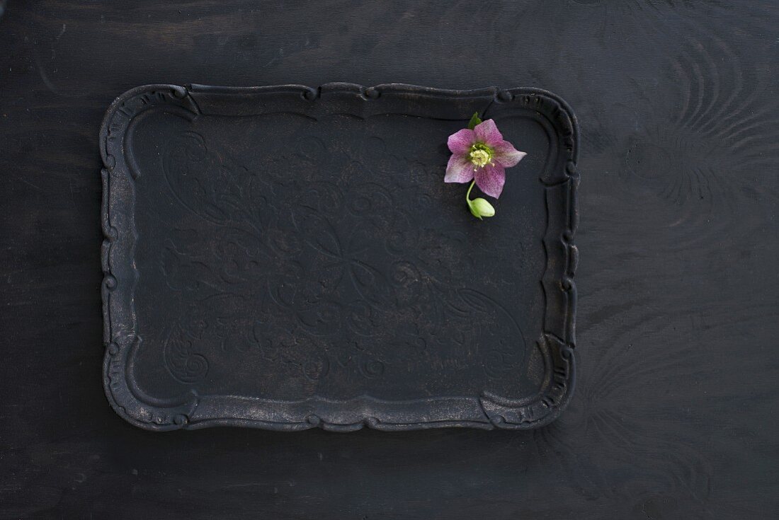 Rosa Christrosenblüte auf schwarzem Tablett