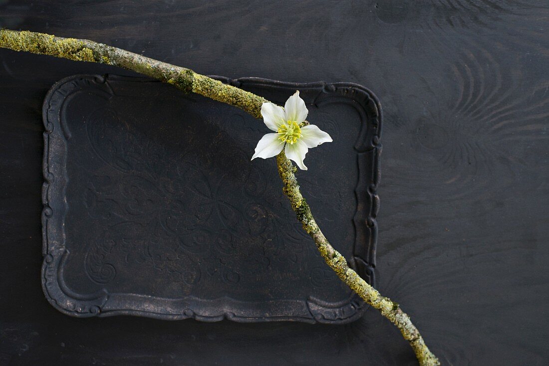 Two mossy branches and white hellebore on black tray
