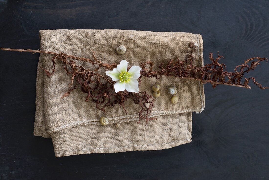 White hellebore, dried stem of flowers and snail shells on hessian