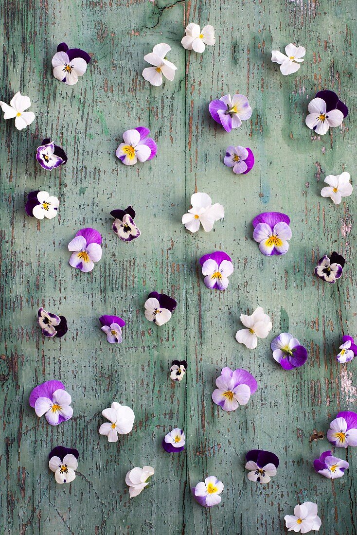 Violas on wooden surface with peeling paint