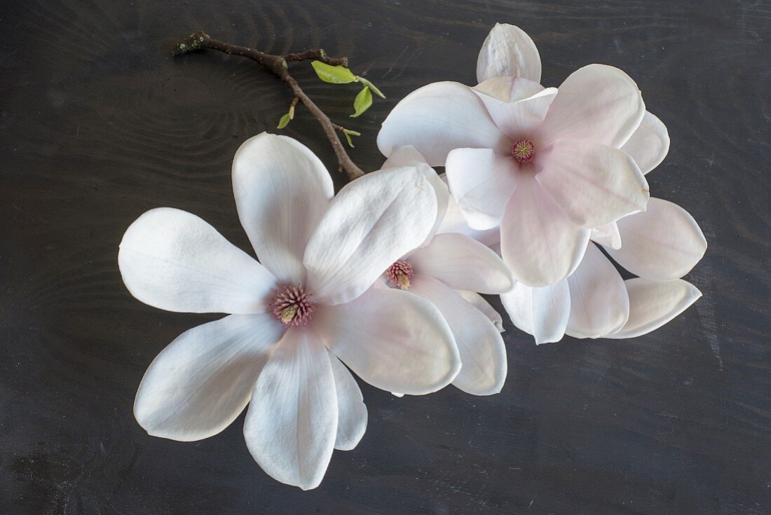 weiße Magnolienblüten