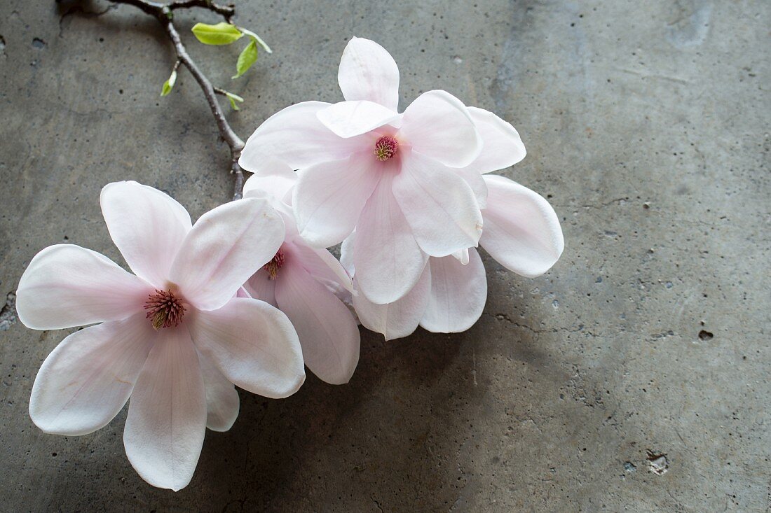 weiße Magnolienblüten auf Betonuntergrund