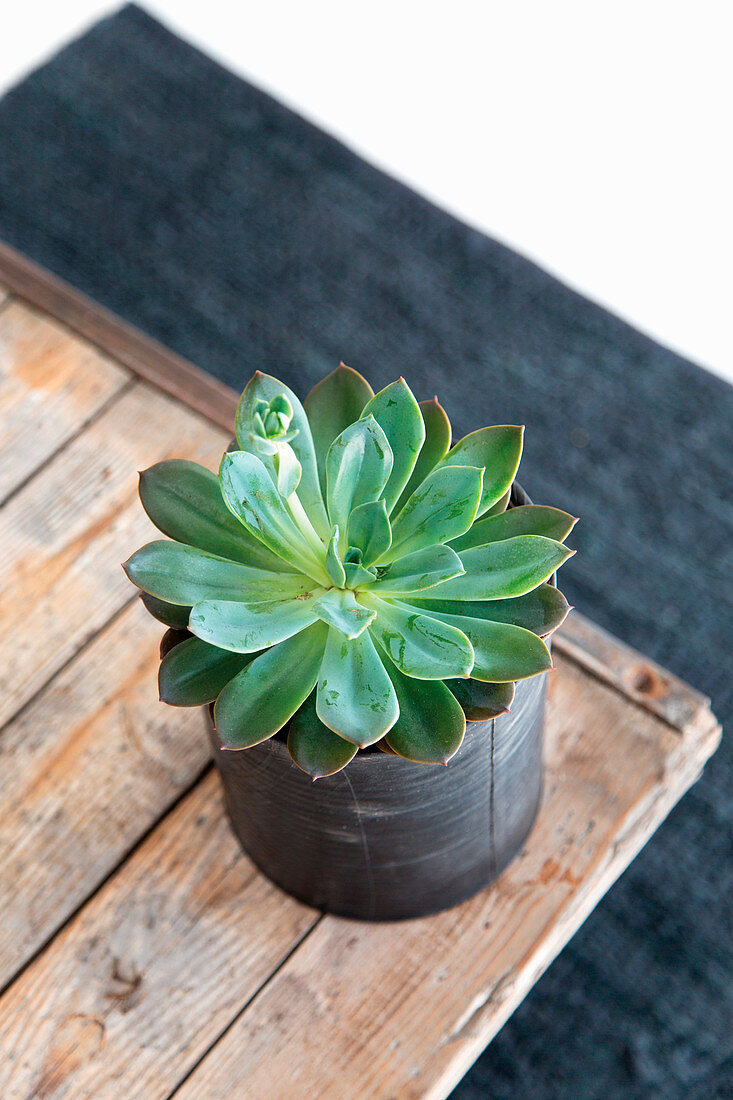 Succulent in cache pot on wooden table