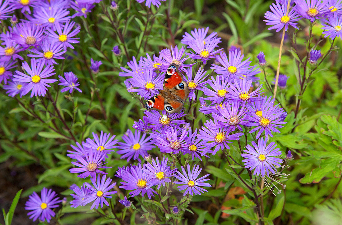 Butterfly on Michaelmas daisies in garden