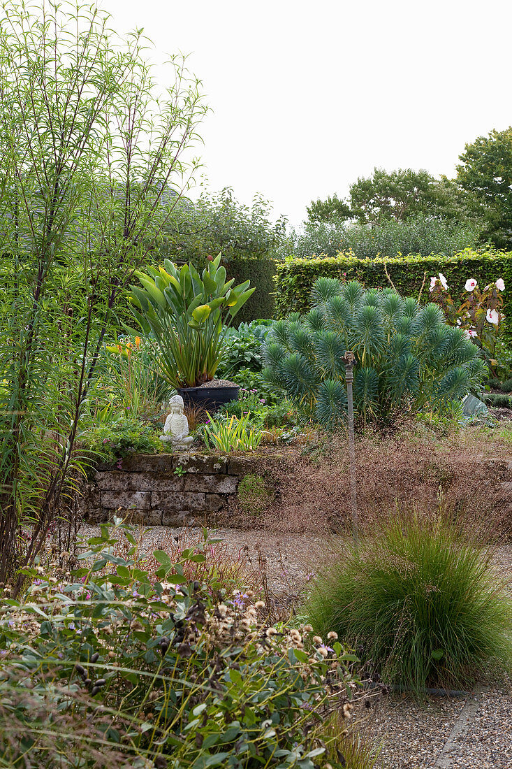 Euphorbia in garden