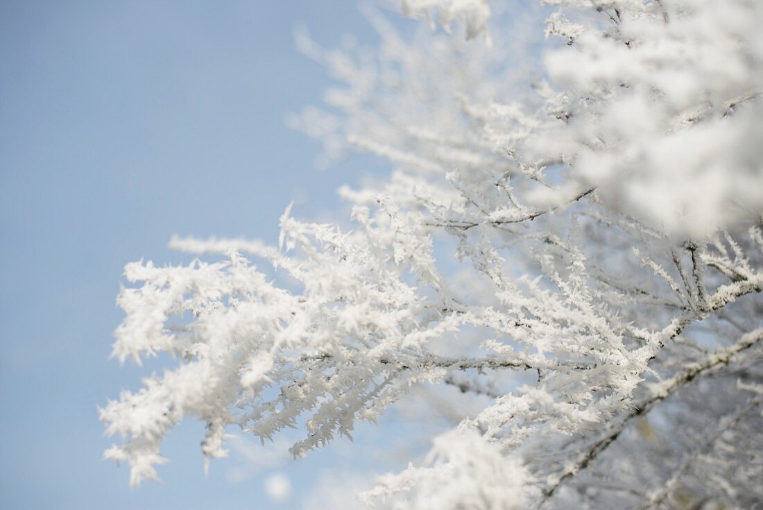 Branches covered in ice crystals against blue sky